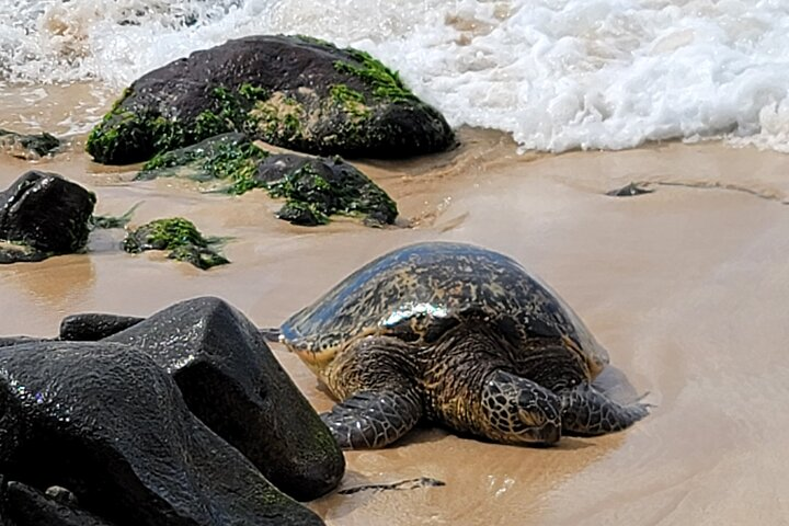 North Shore Sea Turtle.